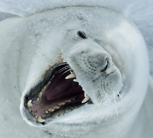 カニクイアザラシ カニ食わん 笑 アニマルオタネット カニクイアザラシ カニ食わん 笑 アニマルオタネット